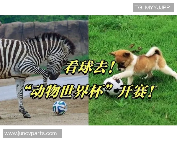 足球明星与他们的专属动物究竟有何独特联系揭秘之谜